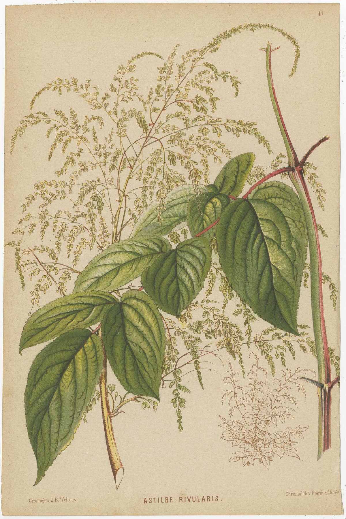 Set of 3 Antique Botany Prints, Spirea, Strawberry, by Oudemans, circa 1865