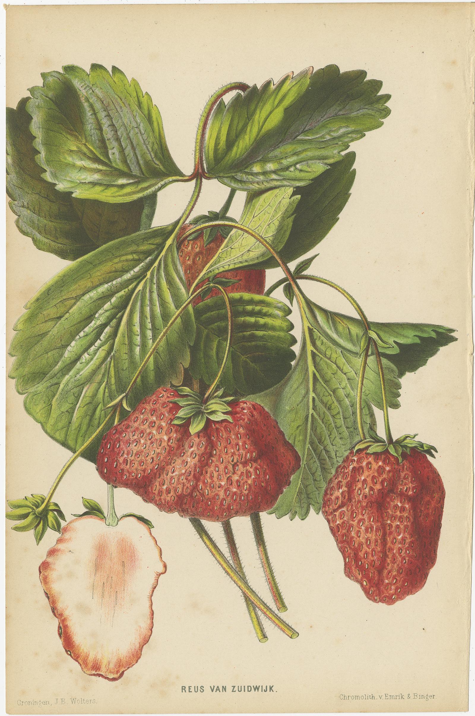 Set of 3 Antique Botany Prints, Spirea, Strawberry, by Oudemans, circa 1865 In Fair Condition For Sale In Langweer, NL