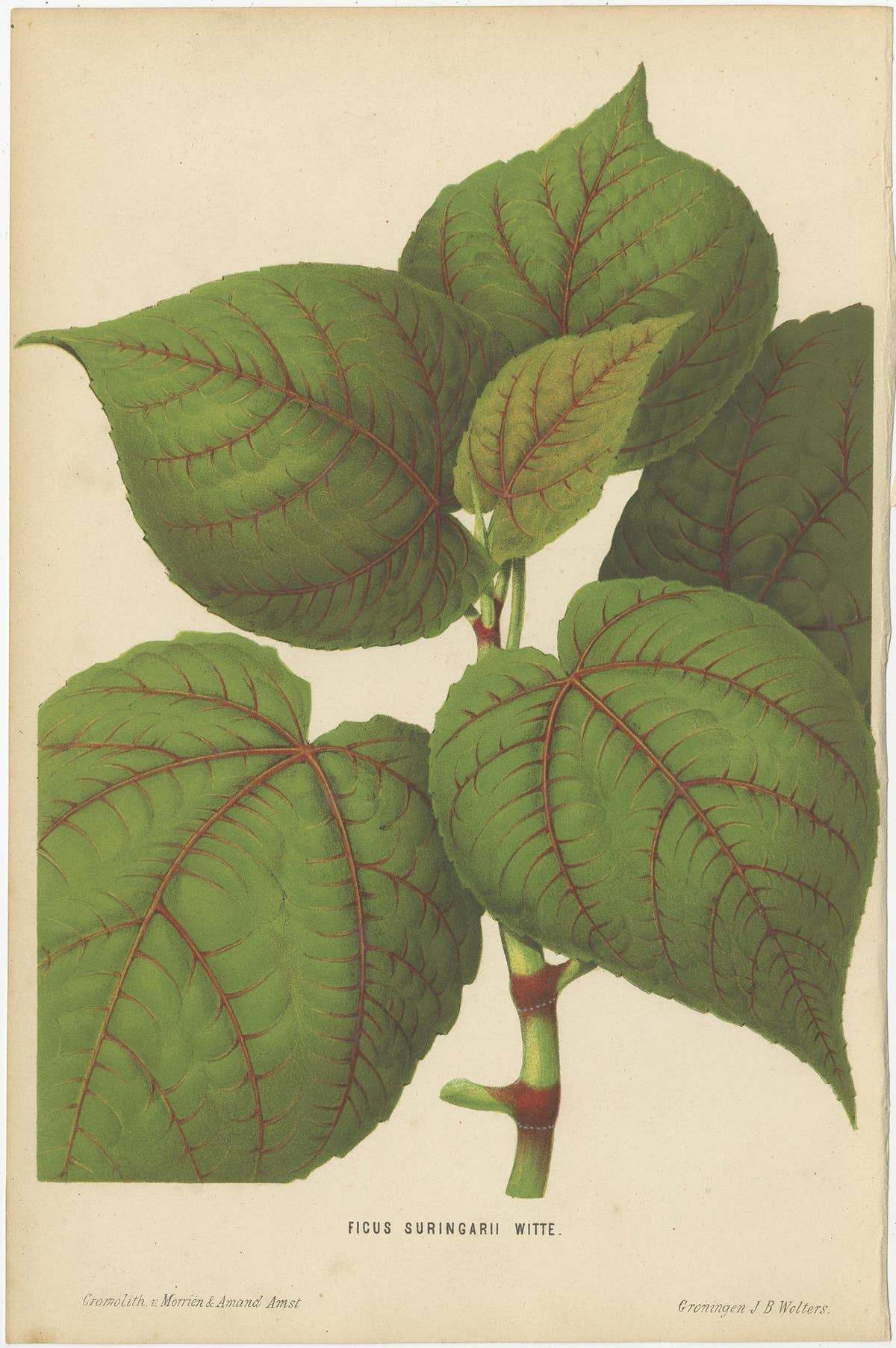 Set of 3 Antique Botany Prints, Spirea, Strawberry, by Oudemans, circa 1865