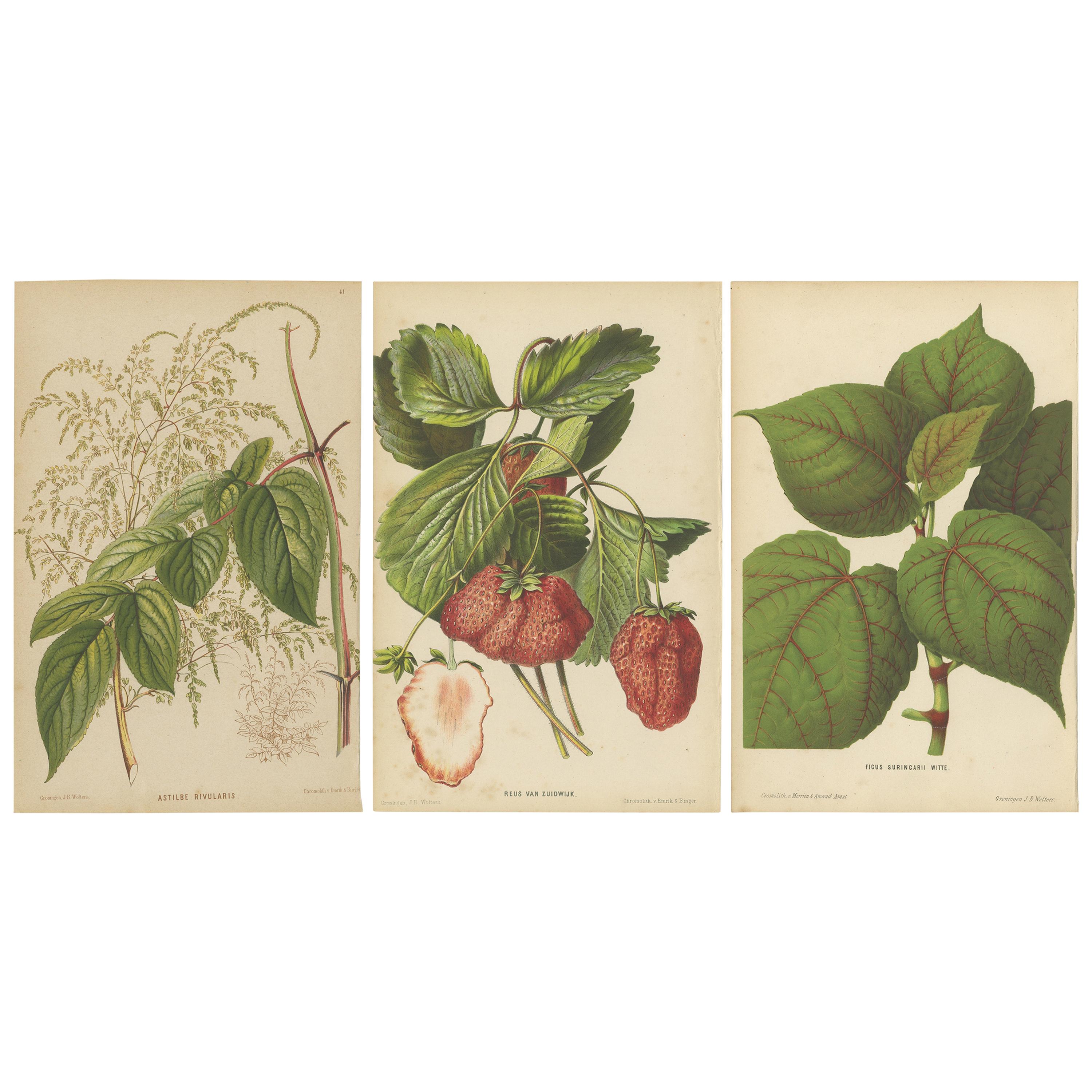 Set of 3 Antique Botany Prints, Spirea, Strawberry, by Oudemans, circa 1865 For Sale