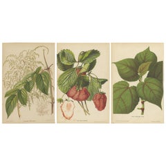 Set of 3 Antique Botany Prints, Spirea, Strawberry, by Oudemans, circa 1865