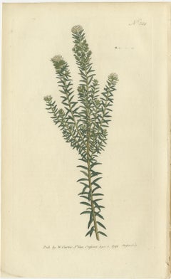 Set of 3 Antique Botany Prints, Struthiola, Speedwell, Phylica