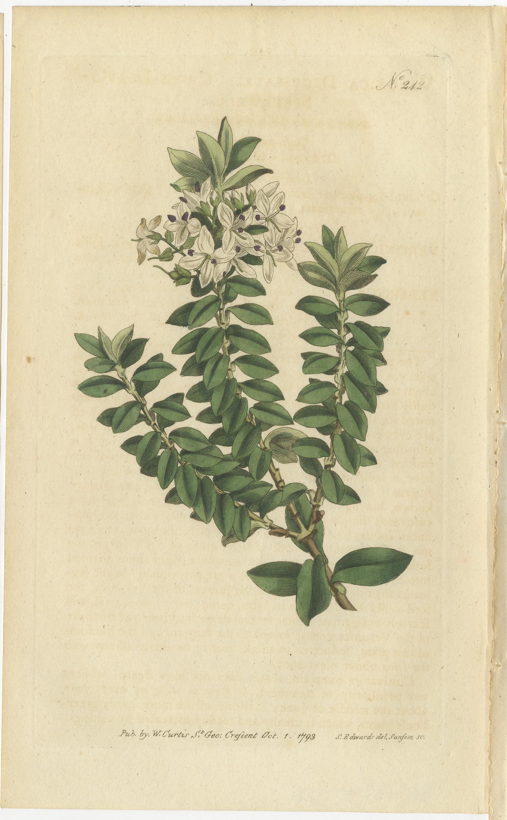 XVIIIe siècle Ensemble de 3 estampes botaniques anciennes, Struthiola, Speedwell, Phylica en vente
