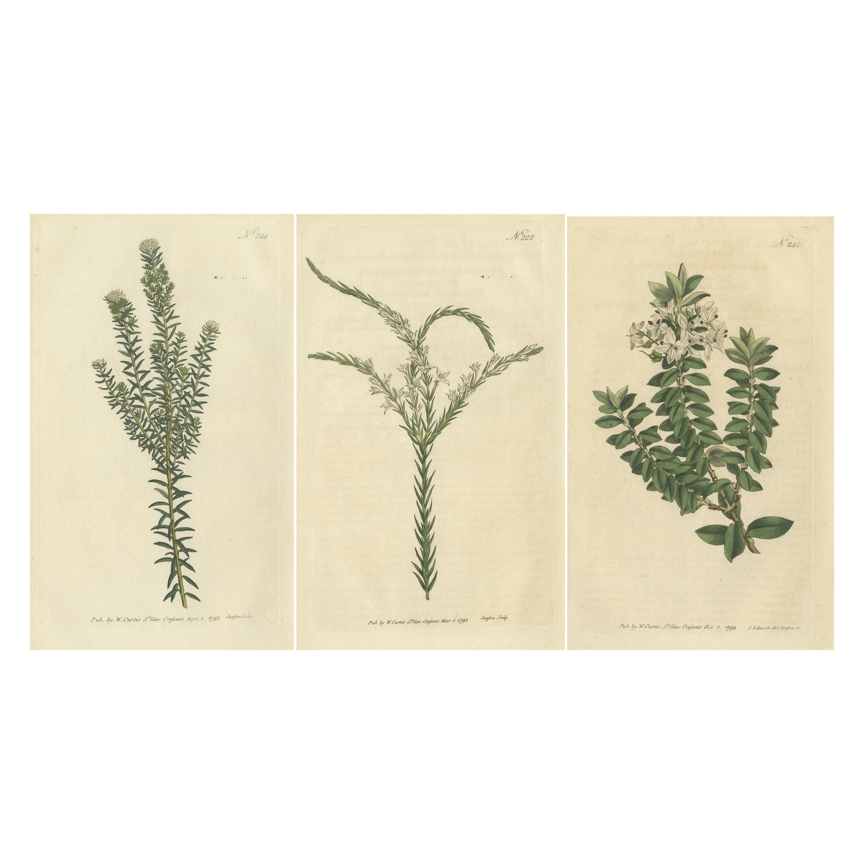 Set di 3 stampe antiche di botanica, Struthiola, Speedwell, Phylica in vendita