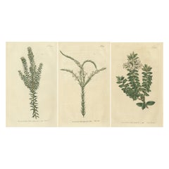 Set di 3 stampe antiche di botanica, Struthiola, Speedwell, Phylica