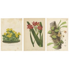 Set of 3 Antique Botany Prints, Winter Aconite, Iris, by Oudemans, circa 1865