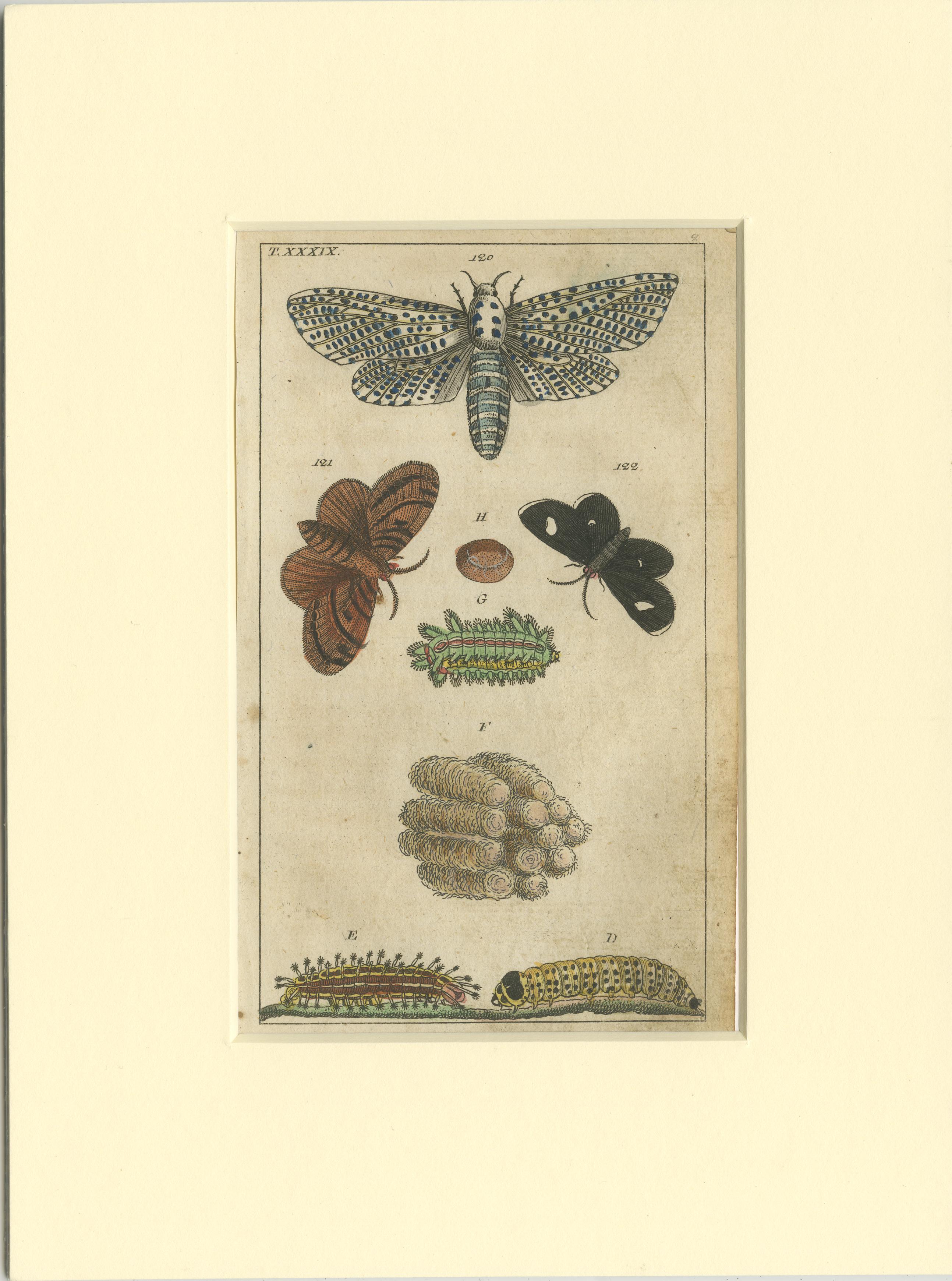 Set of 3 antique butterfly prints. Most likely originating from an edition of 'Unterhaltungen aus der Naturgeschichte. Insekten' by Gottlieb Tobias Wilhelm. Published circa 1810. 

Passepartouts / matting included. 

Gottlieb Tobias Wilhelm (16
