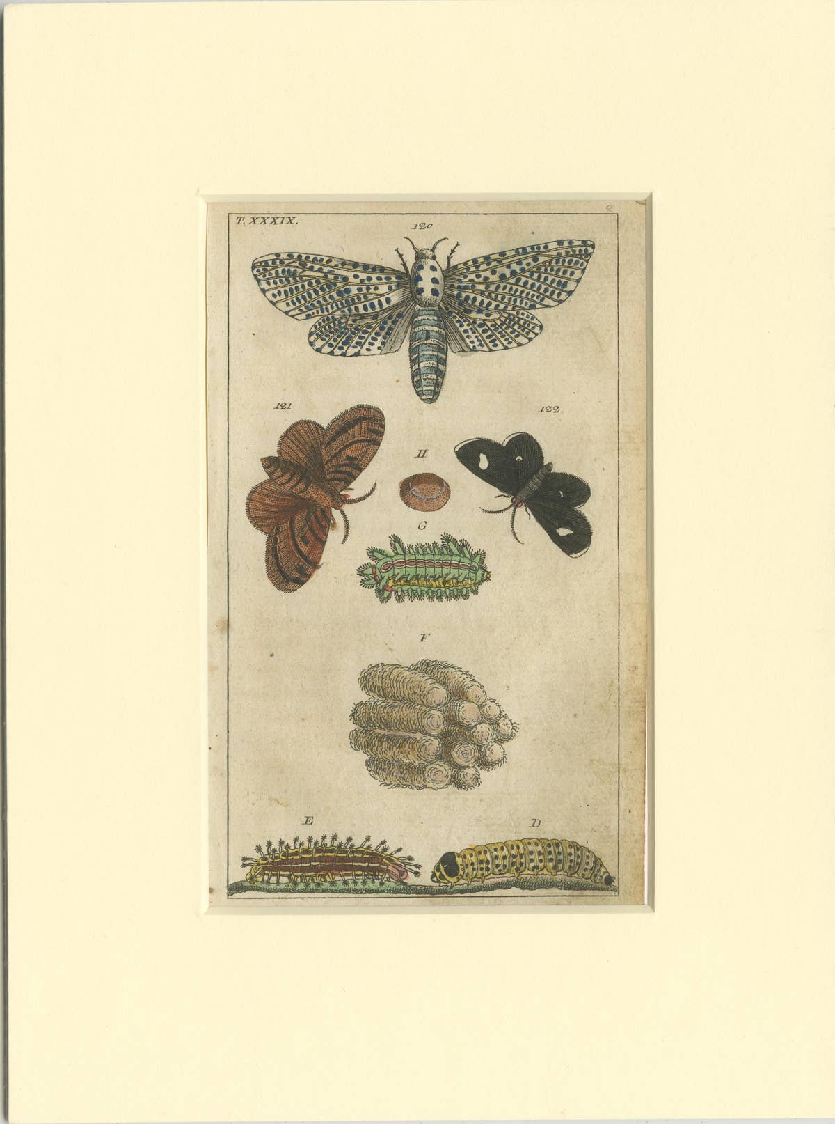 Set of 3 Antique Butterfly Prints Also Showing Caterpillars and Pupae, 1810