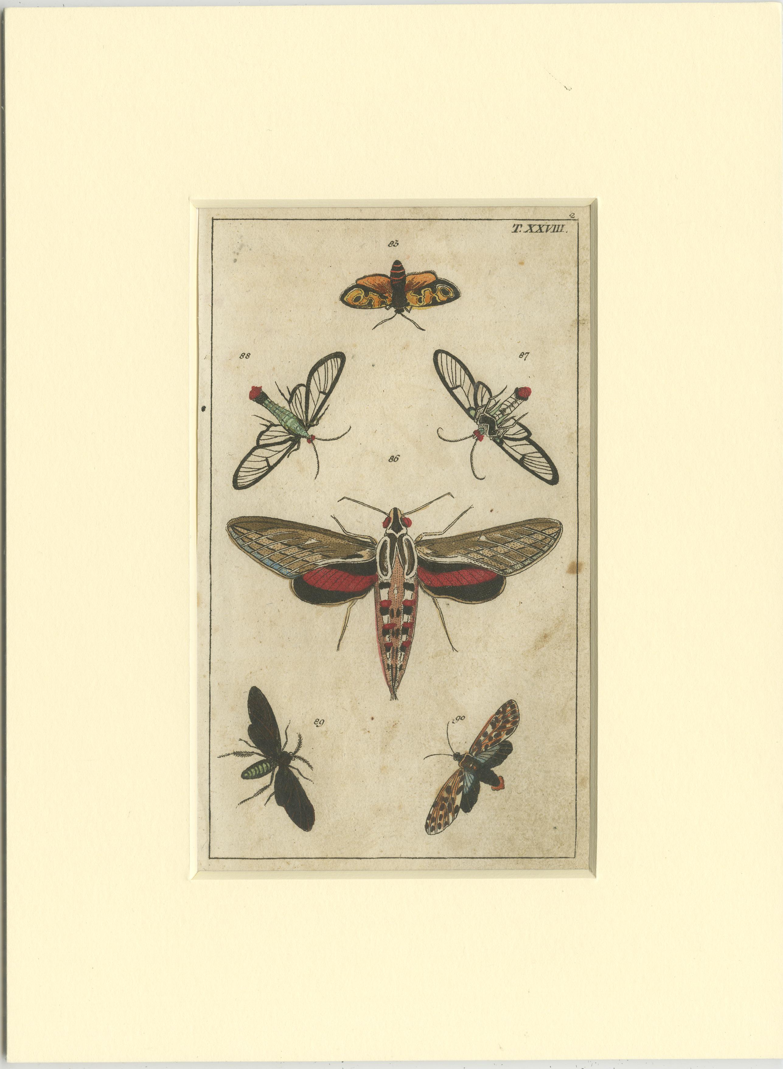 Set of 3 Antique Butterfly Prints Also Showing Caterpillars and Pupae In Fair Condition For Sale In Langweer, NL