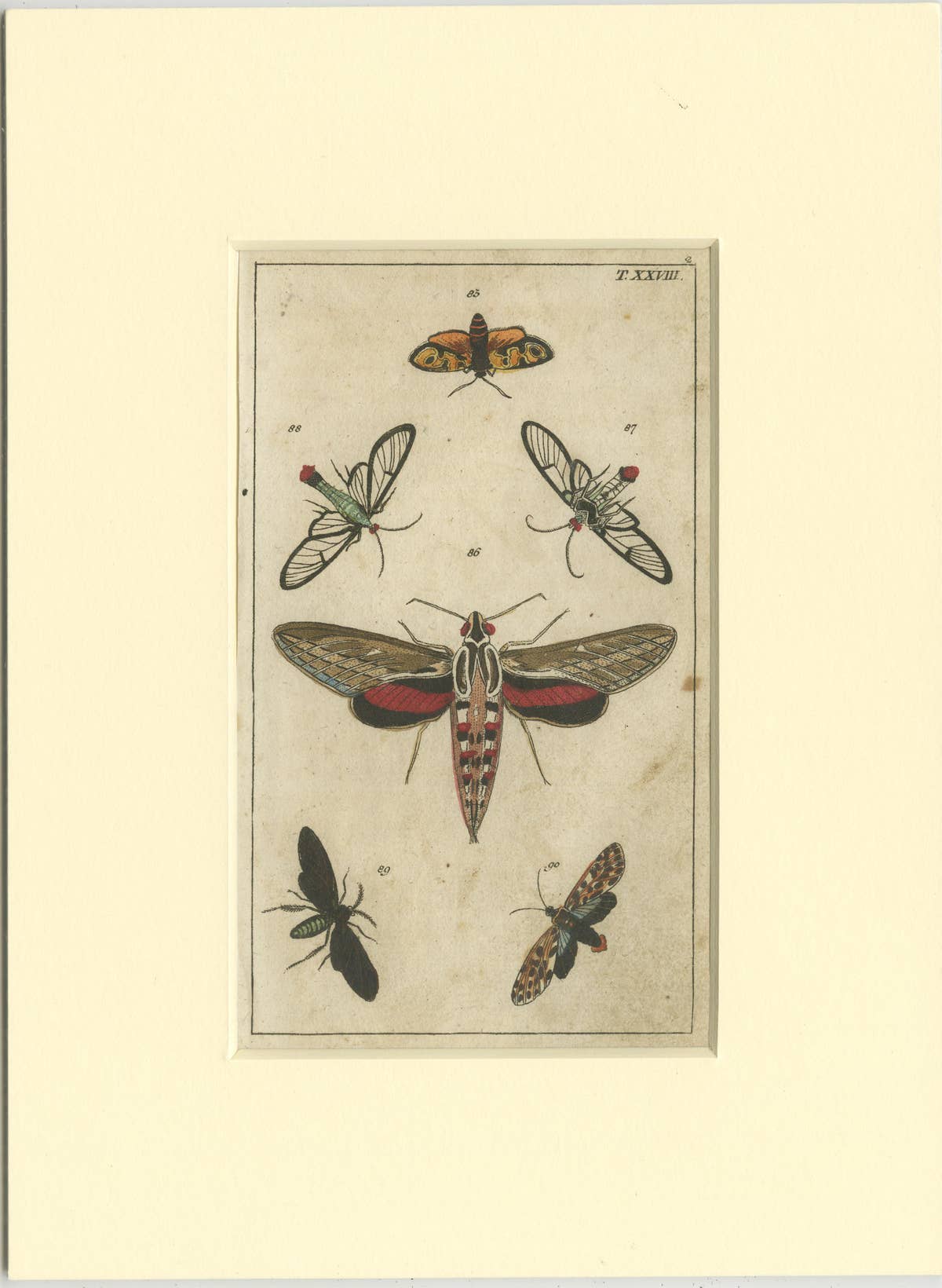 Set of 3 Antique Butterfly Prints Also Showing Caterpillars and Pupae, 1810
