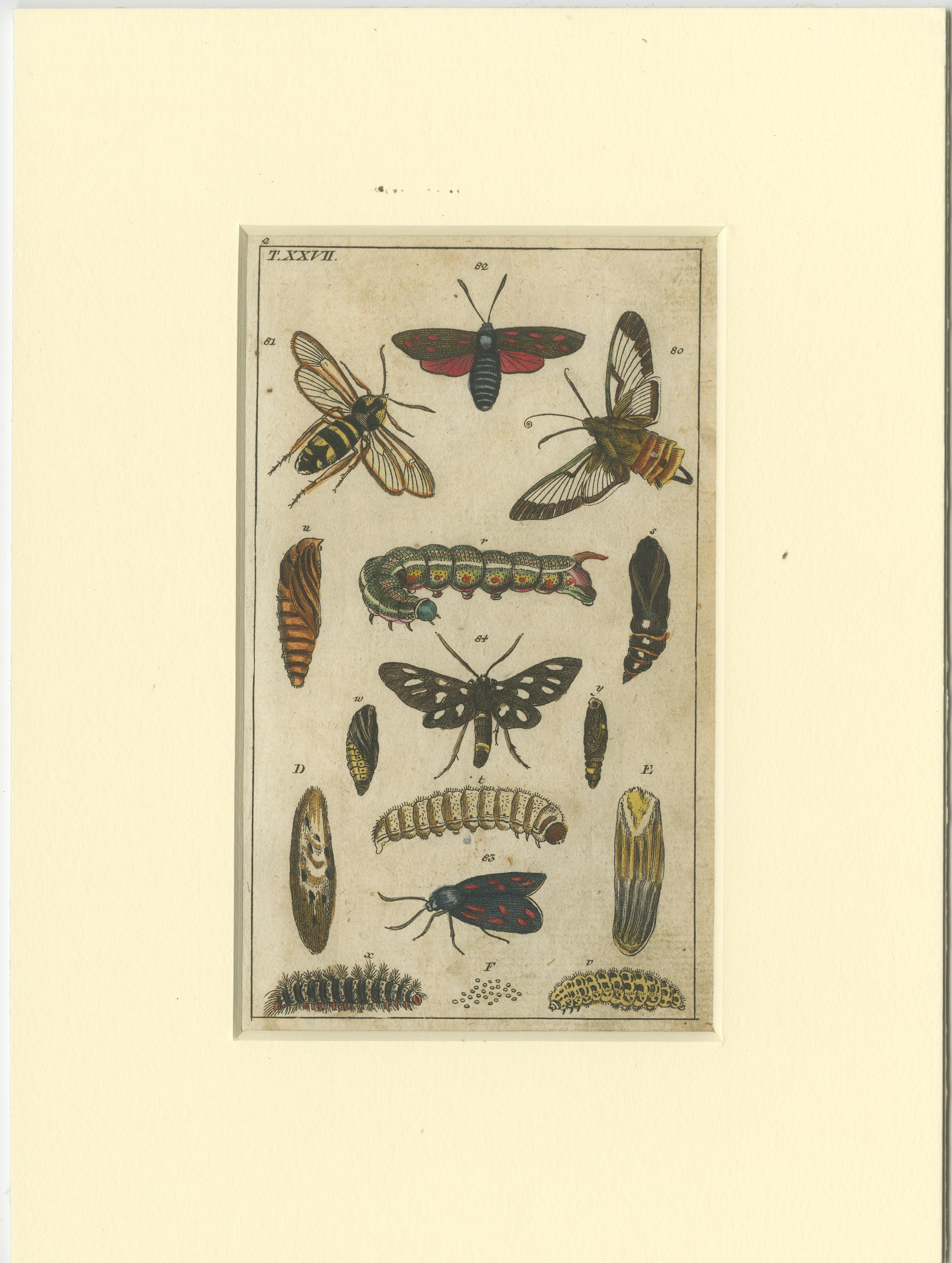 19th Century Set of 3 Antique Butterfly Prints Also Showing Caterpillars and Pupae For Sale