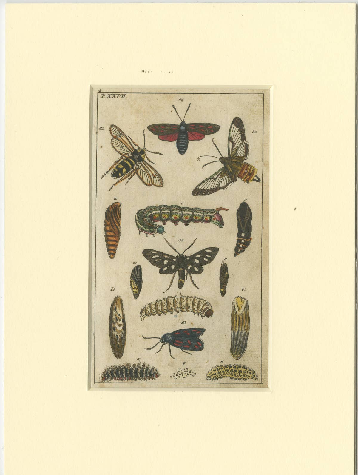 Set of 3 Antique Butterfly Prints Also Showing Caterpillars and Pupae, 1810