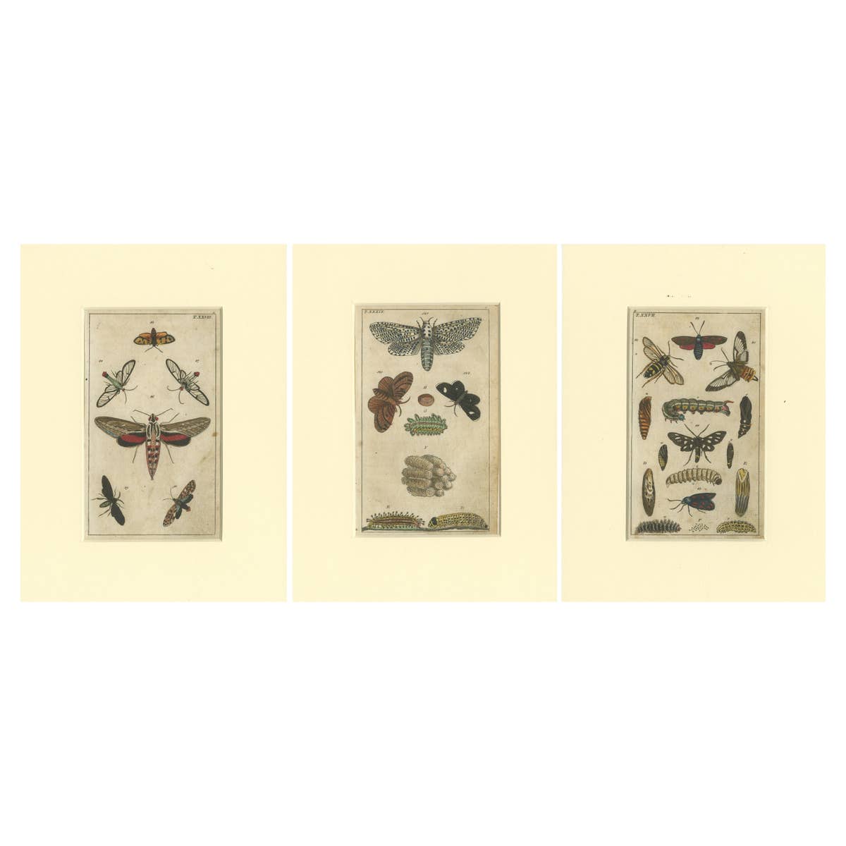 Set of 3 Antique Butterfly Prints Also Showing Caterpillars and Pupae, 1810