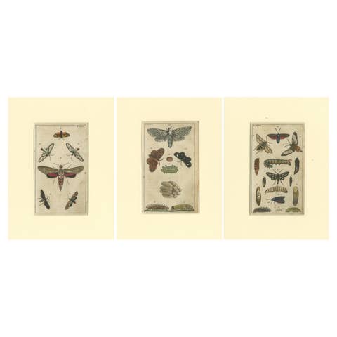 Set of 3 Antique Butterfly Prints Also Showing Caterpillars and Pupae, 1810