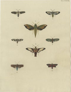 Set of 3 Antique Butterfly Prints by Cramer, 1779