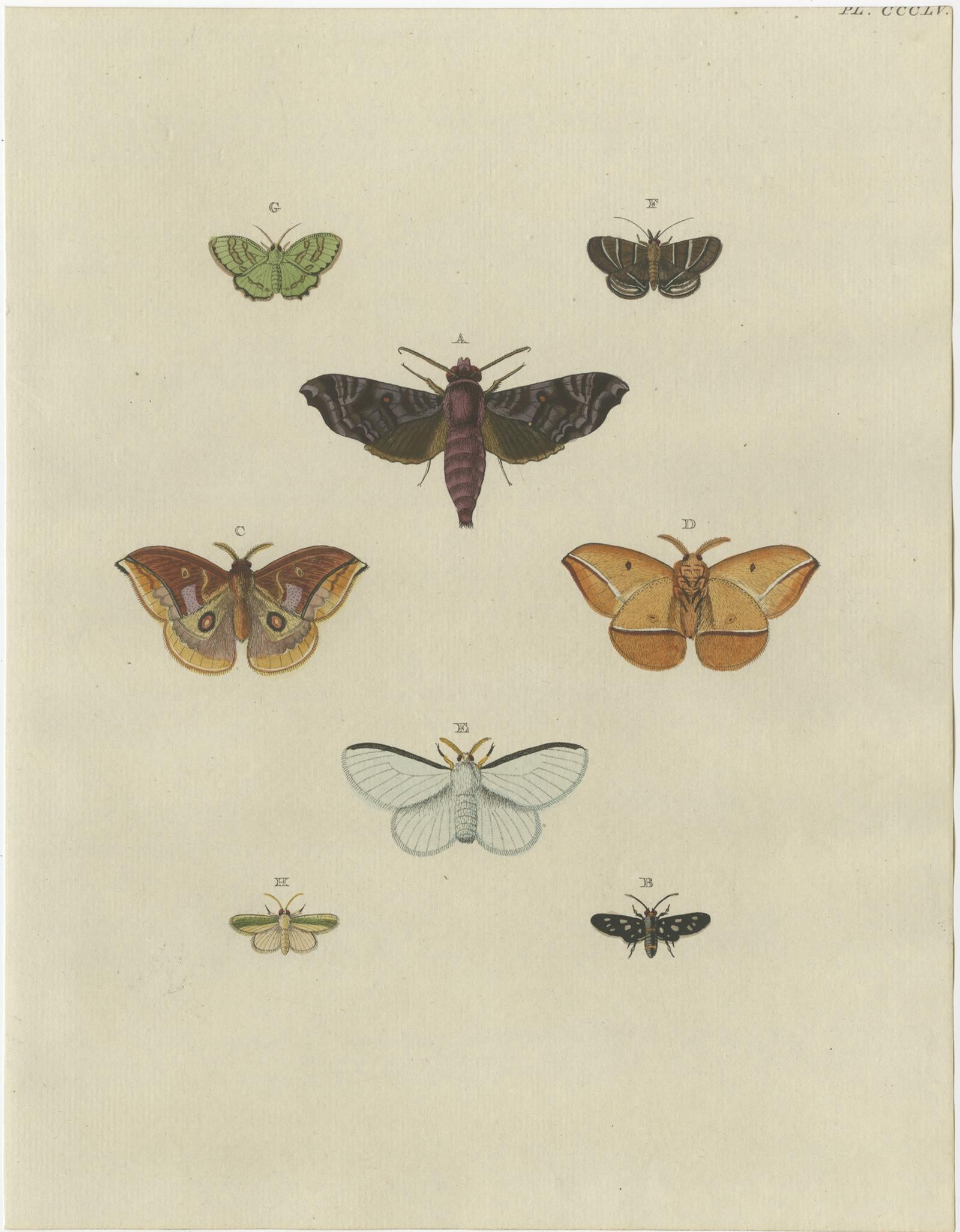 antique butterfly prints