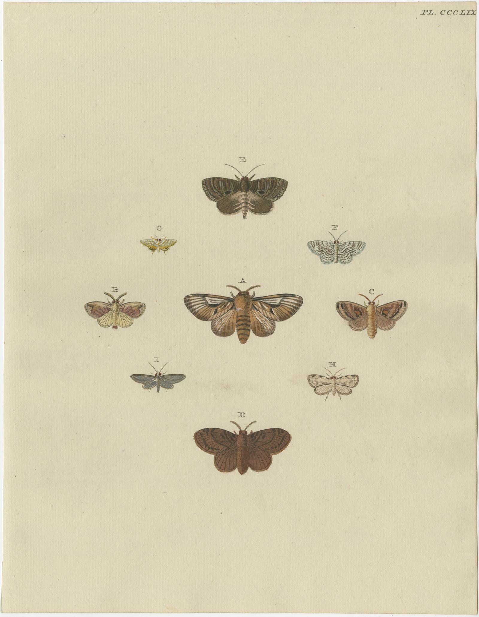 Set of 3 Antique Butterfly Prints 'Pl. 248' by Cramer, '1779' In Good Condition For Sale In Langweer, NL