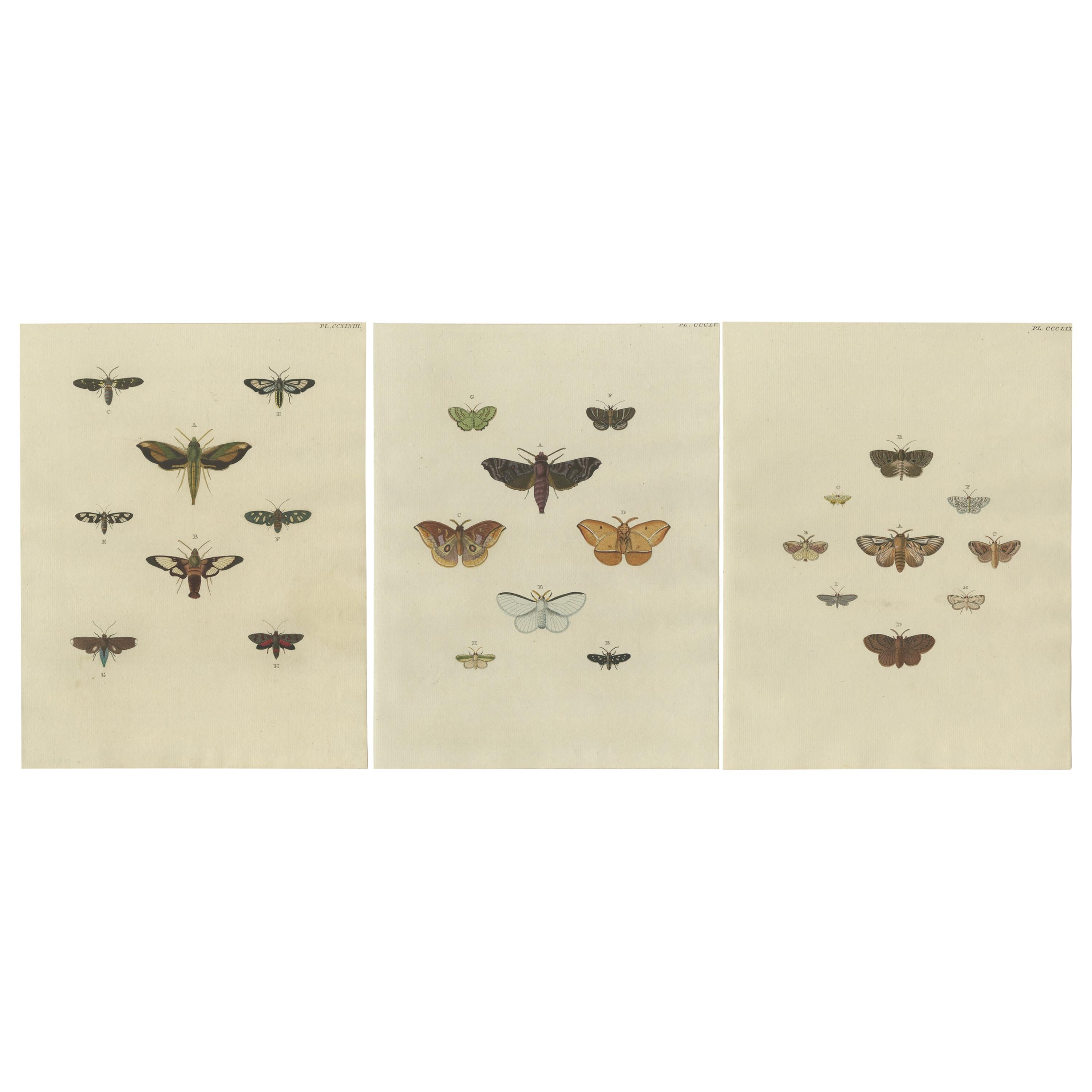 Set of 3 Antique Butterfly Prints 'Pl. 248' by Cramer, '1779'