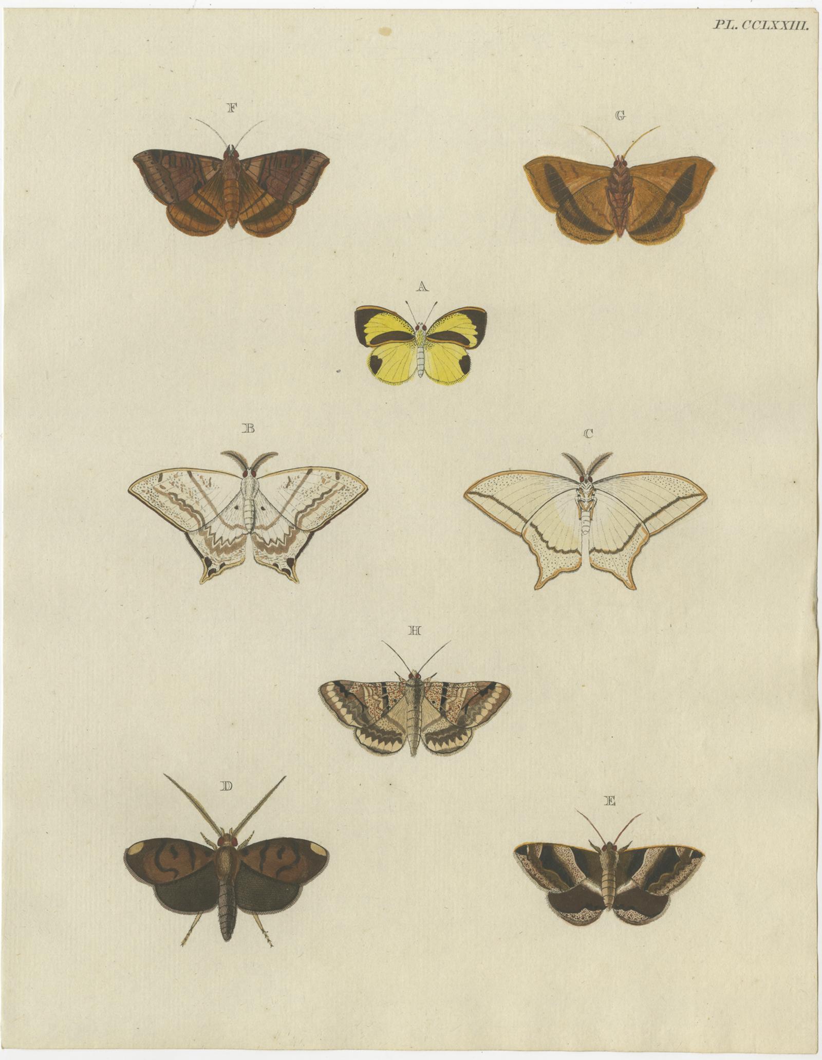 Set of 3 Antique Butterfly Prints 'Pl. 260' by Cramer, '1779' In Good Condition For Sale In Langweer, NL