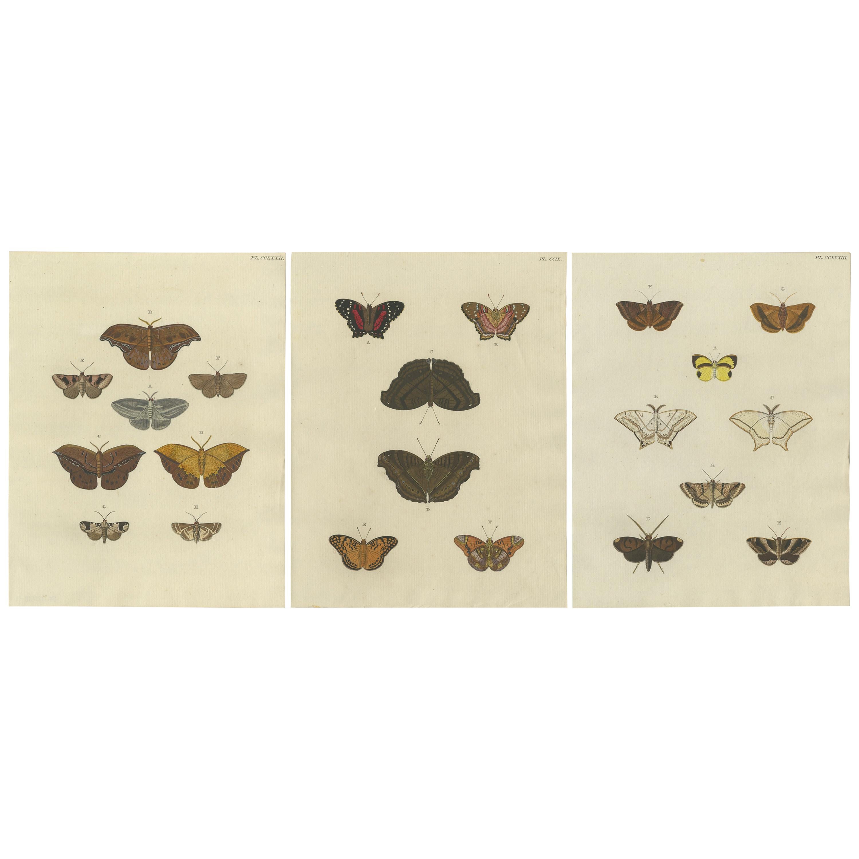 Set of 3 Antique Butterfly Prints 'Pl. 260' by Cramer, '1779' For Sale