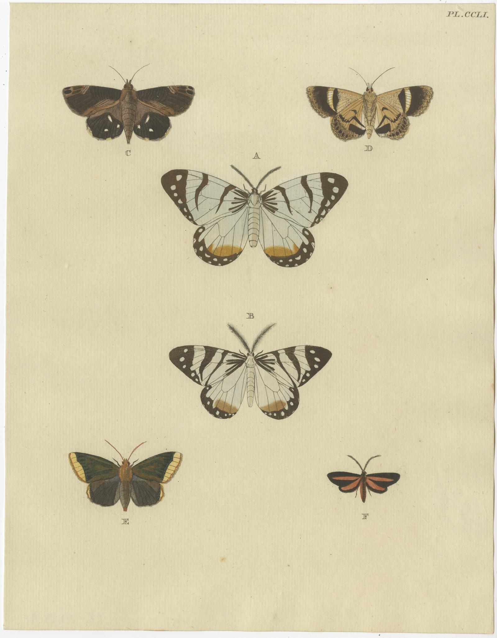 antique butterfly prints