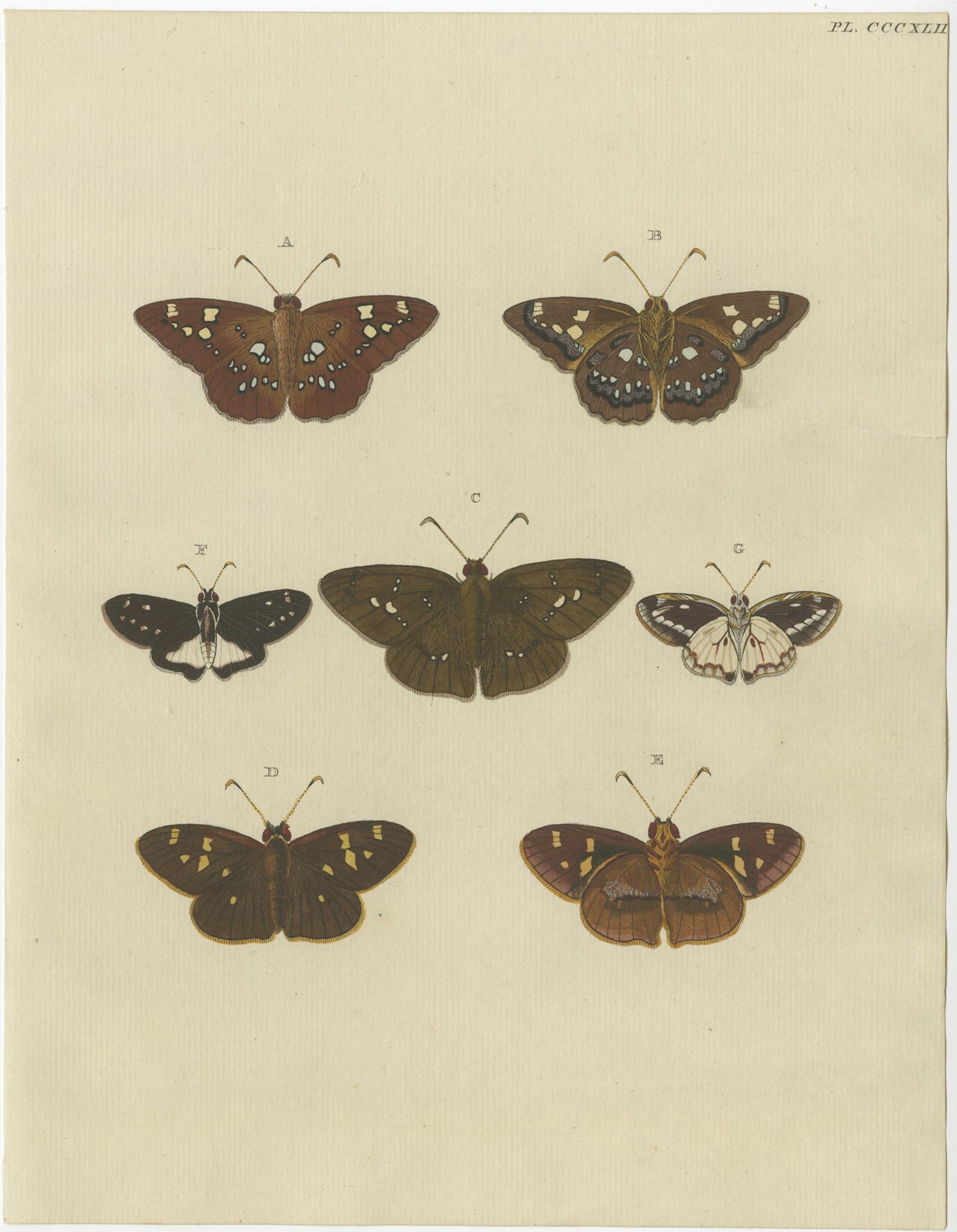 Set of 3 Antique Butterfly Prints 'pl. 354' by Cramer, 1779 In Fair Condition In Langweer, NL