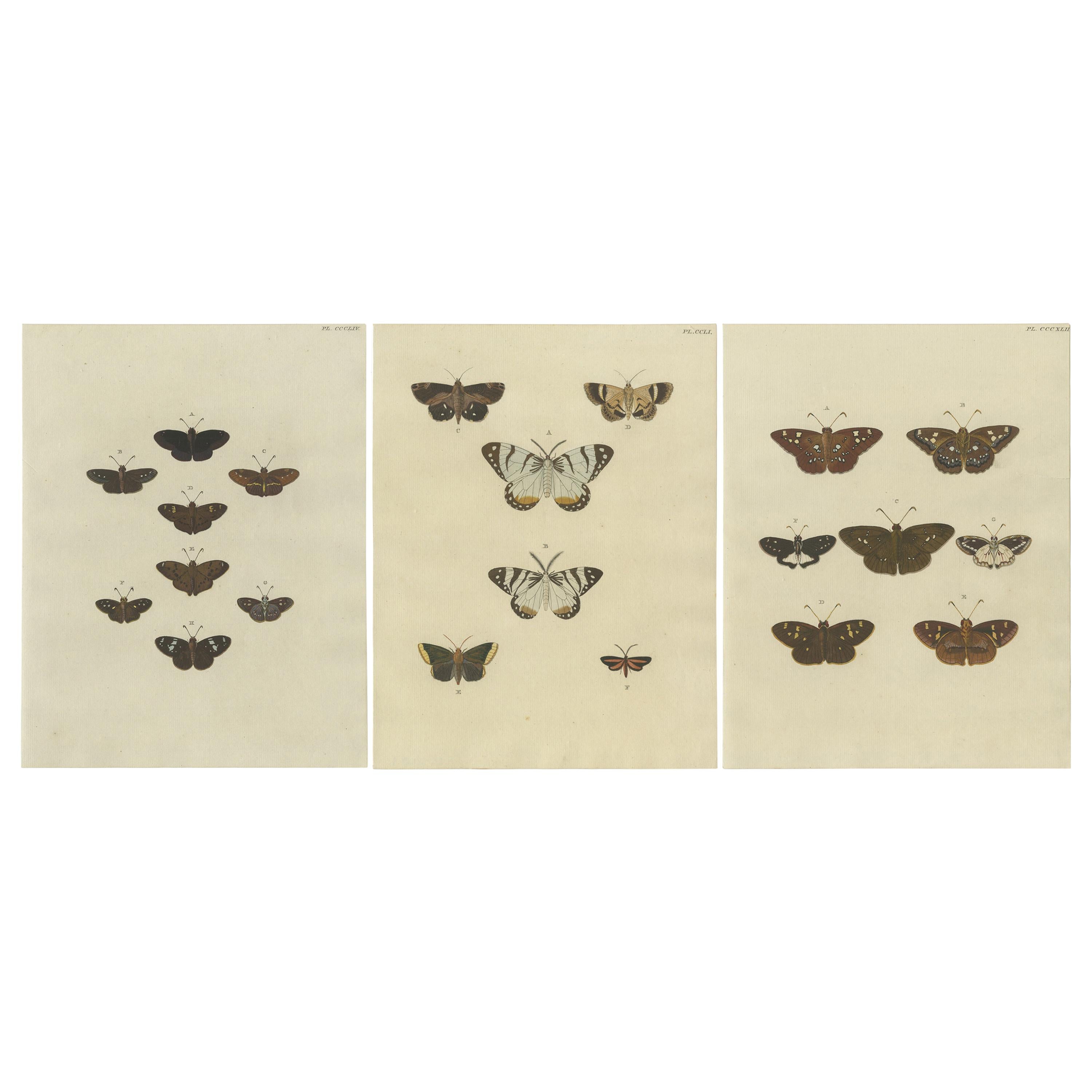Set of 3 Antique Butterfly Prints 'pl. 354' by Cramer, 1779