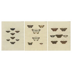 Set of 3 Antique Butterfly Prints 'pl. 354' by Cramer, 1779