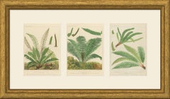 Set of 3 Antique Fern Chromolithographs, Hard, Ostrich and Holly, circa 1885