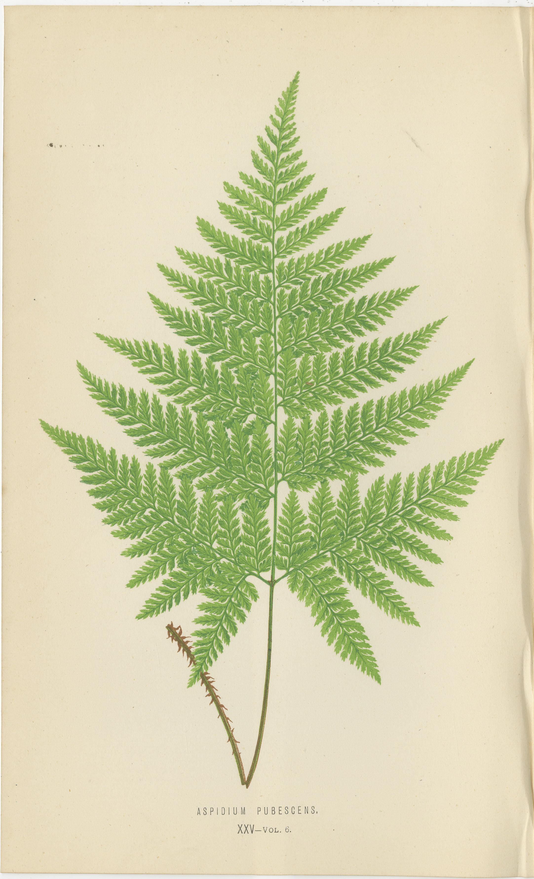 Ensemble de 3 gravures anciennes de fougères - Aspidium Pubescens, Elongatum, Dilatatum (c.1865)

Cet ensemble exquis de trois lithographies anciennes de fougères présente l'Aspidium Pubescens (fougère à bouclier), l'Aspidium Elongatum (fougère à
