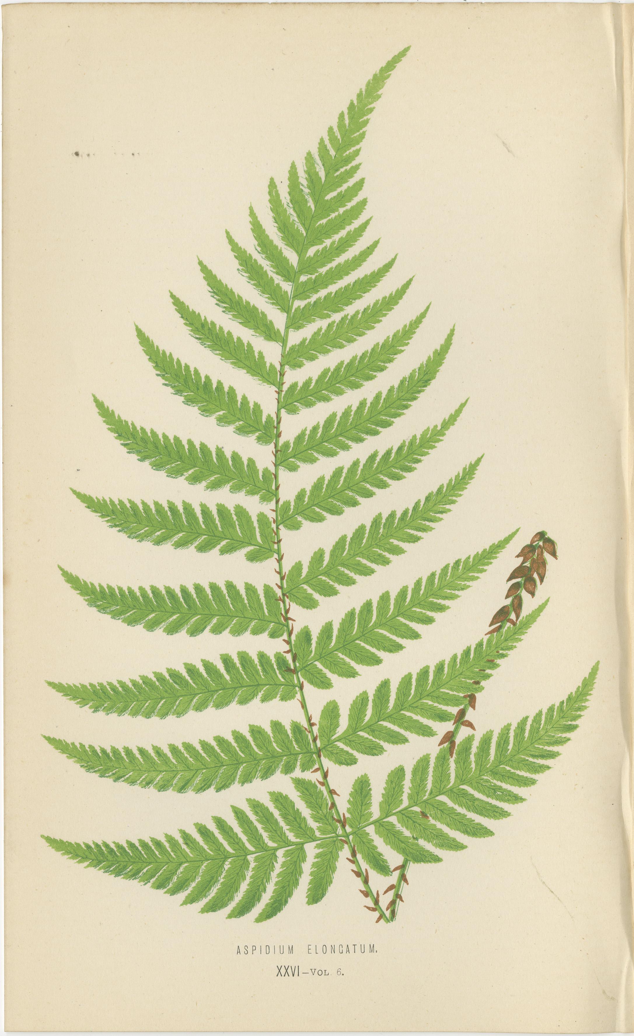 Ensemble de 3 gravures anciennes sur fougères - Aspidium Pubescens, Elongatum, Dilatatum (c.1868) Bon état - En vente à Langweer, NL