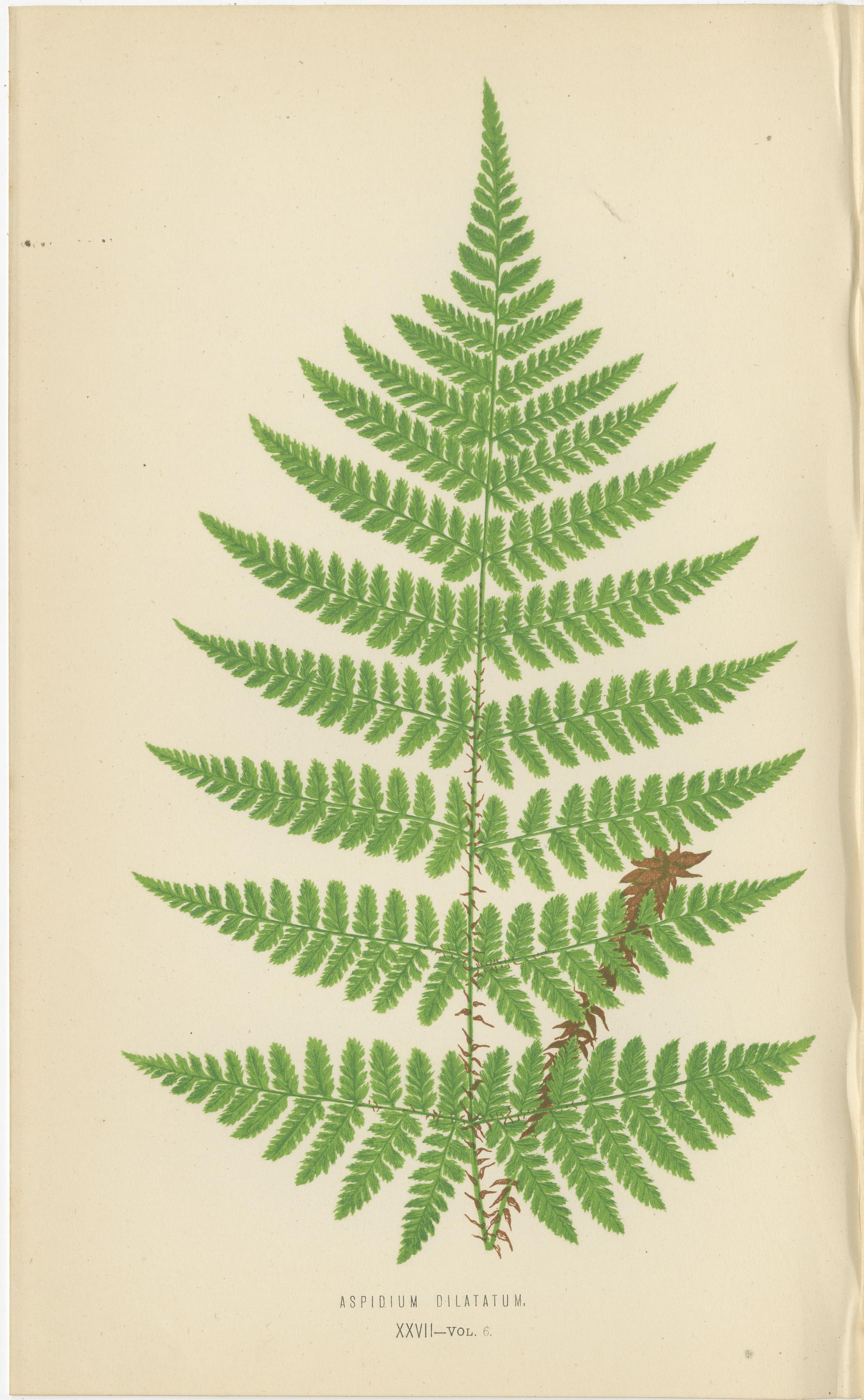 Milieu du XIXe siècle Ensemble de 3 gravures anciennes sur fougères - Aspidium Pubescens, Elongatum, Dilatatum (c.1868) en vente