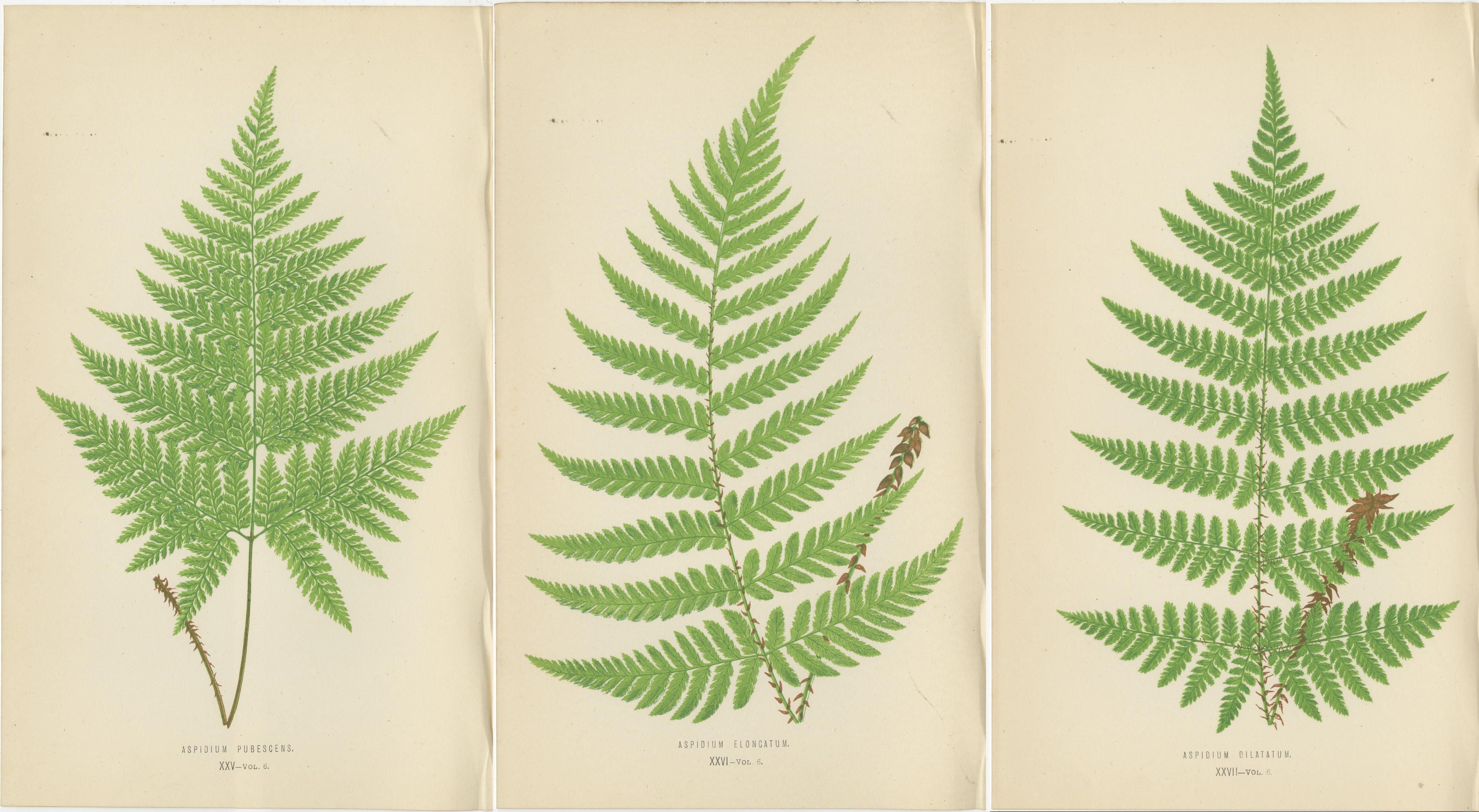 Papier Ensemble de 3 gravures anciennes sur fougères - Aspidium Pubescens, Elongatum, Dilatatum (c.1868) en vente