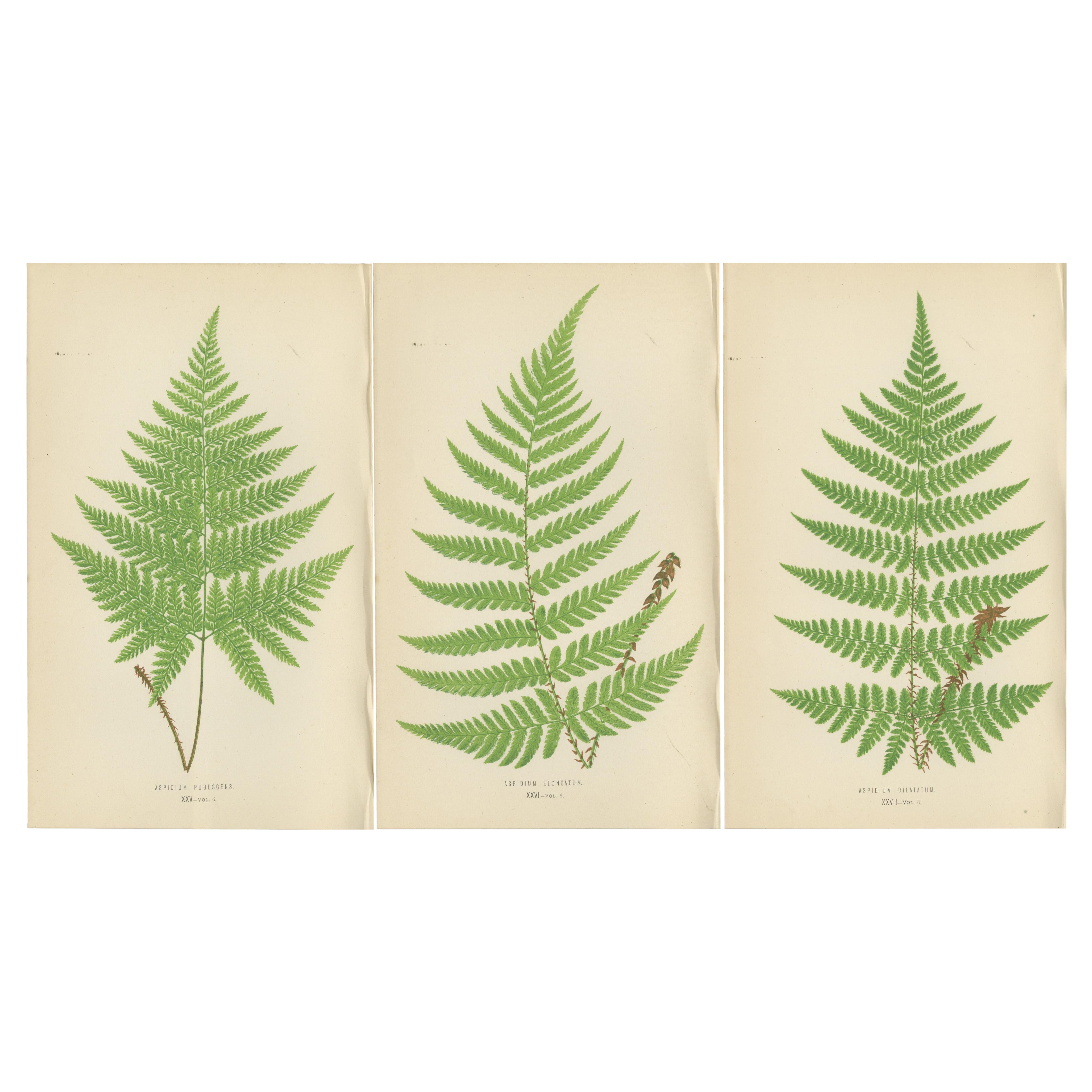 Set of 3 Antique Fern Prints - Aspidium Pubescens, Elongatum, Dilatatum (c.1868)