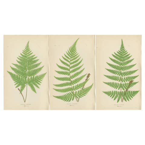 Set of 3 Antique Fern Prints - Aspidium Pubescens, Elongatum, Dilatatum (c.1868)