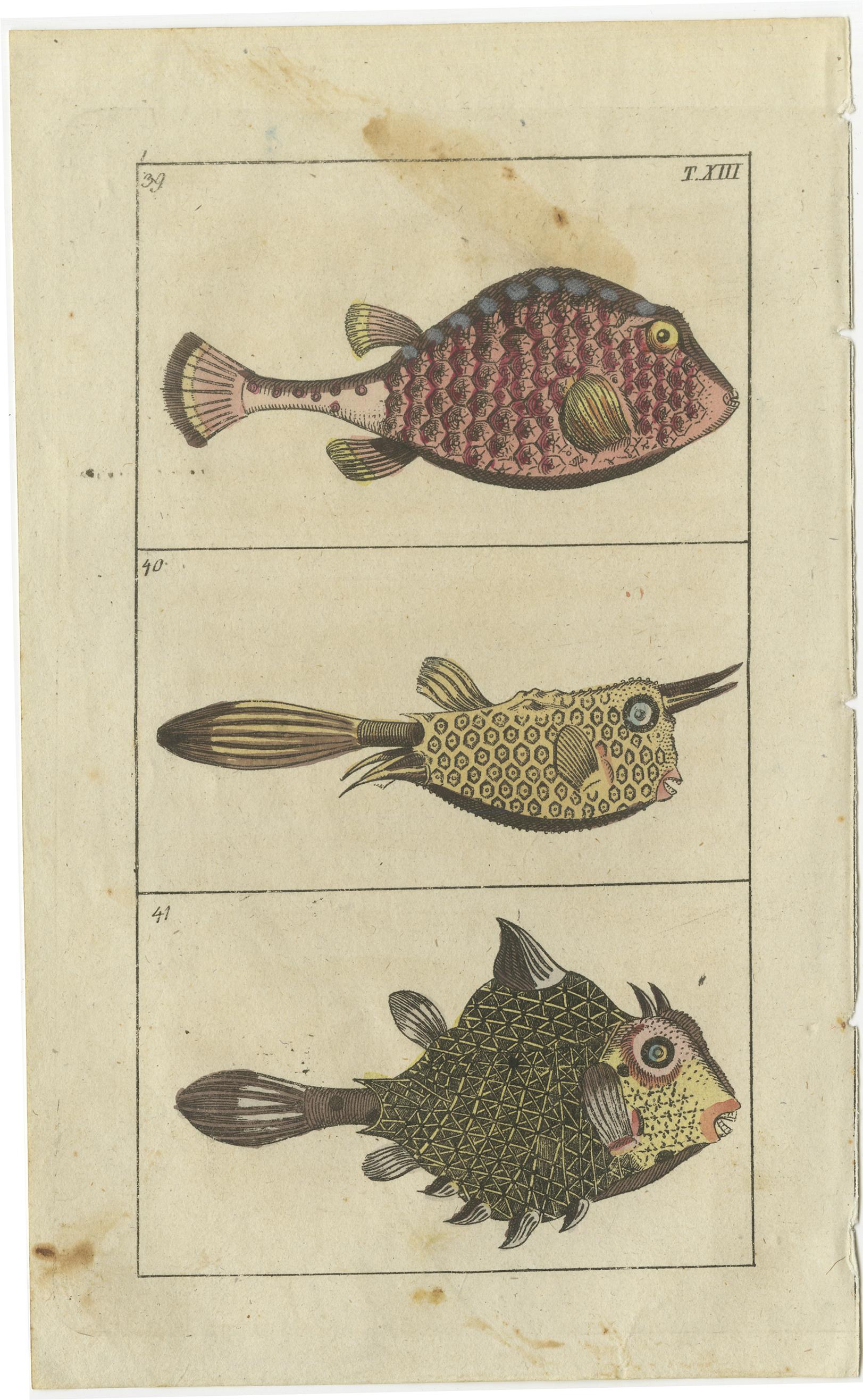 Set of three original antique fish prints. Angler or monkfish, Lophius piscatorius 33, longnose batfish, Ogcocephalus vespertilio 34, and sargassumfish, Histrio histrio 35. Smooth trunkfish, Rhinesomus triqueter 39, longhorn cowfish, Lactoria