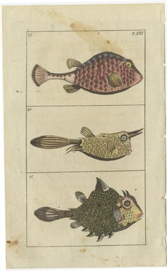 Set of 3 Antique Fish Prints, Monkfish, Cowfish, Trunkfish, 1832
