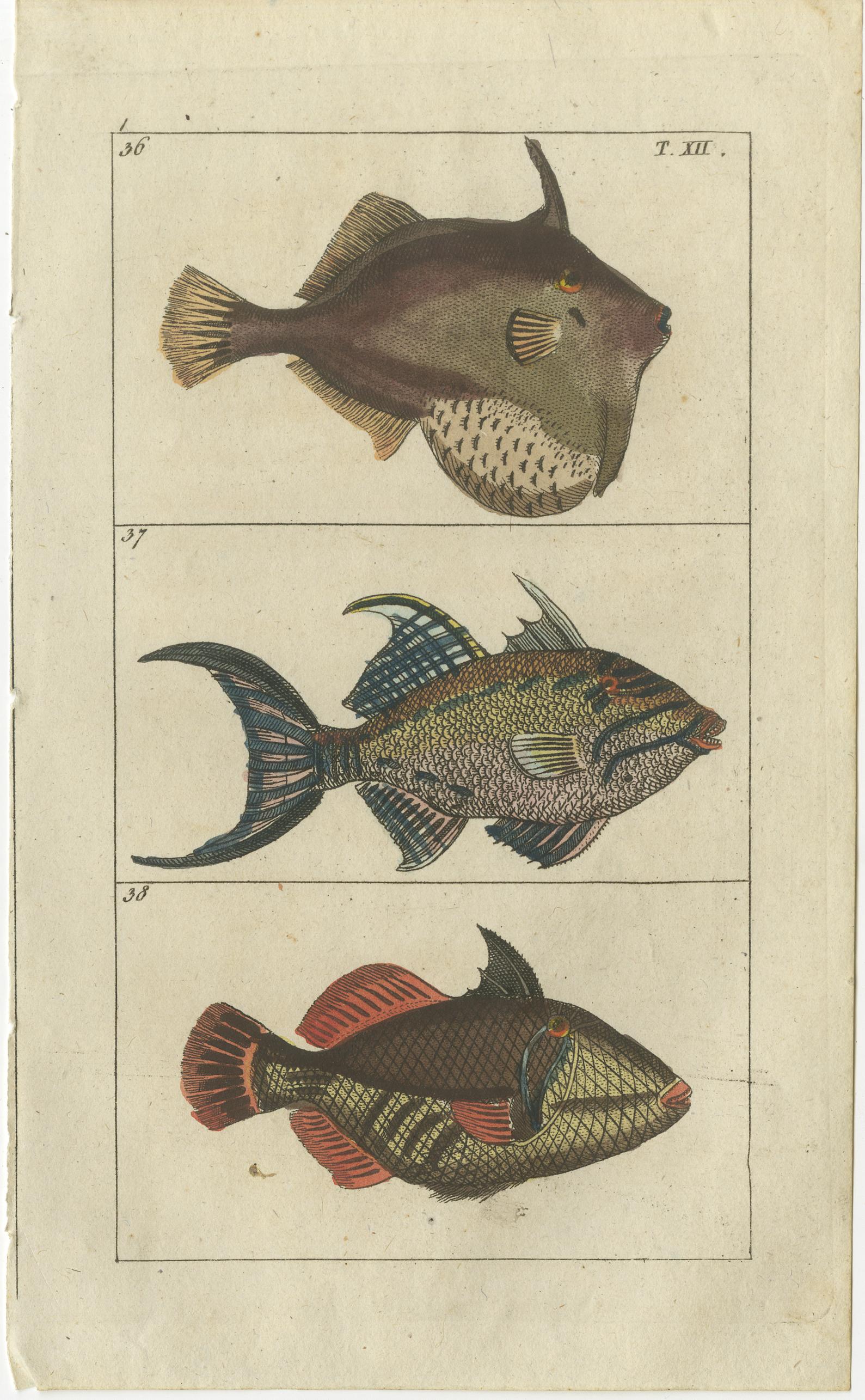 Set von 3 antiken Fischdrucken, Monkfish, Kuhfisch, Truhenfisch im Zustand „Gut“ im Angebot in Langweer, NL