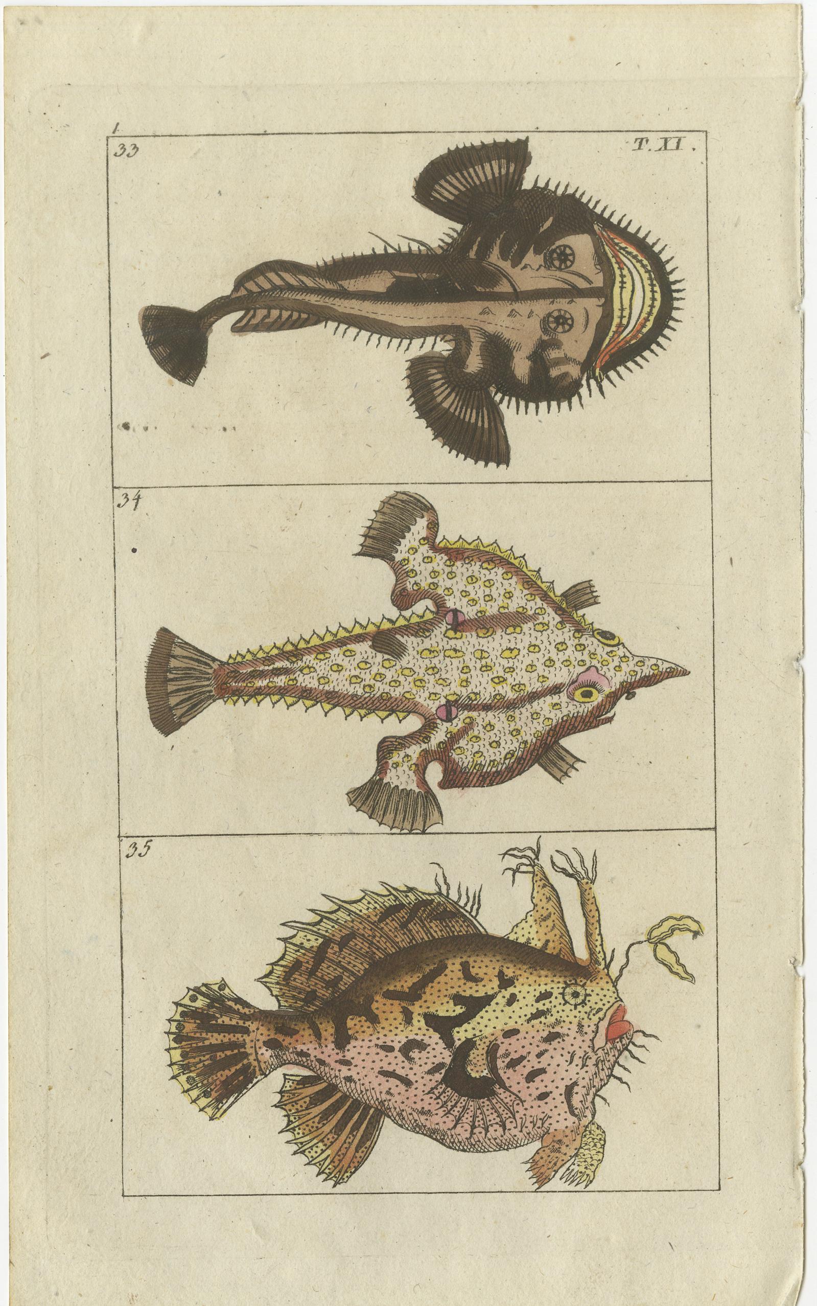 Set of 3 Antique Fish Prints, Monkfish, Cowfish, Trunkfish In Good Condition For Sale In Langweer, NL