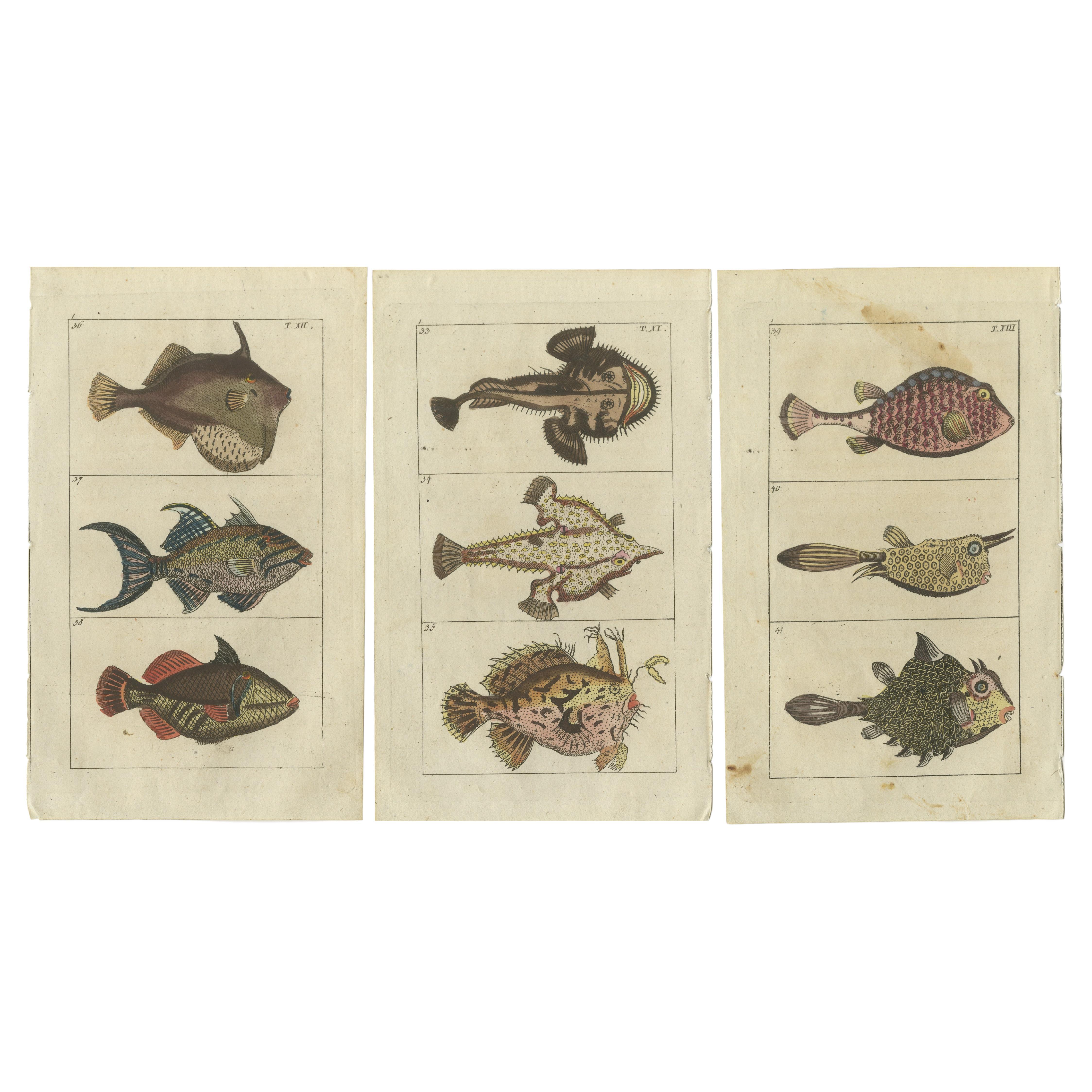 Set von 3 antiken Fischdrucken, Monkfish, Kuhfisch, Truhenfisch im Angebot