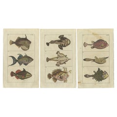 Set of 3 Antique Fish Prints, Monkfish, Cowfish, Trunkfish