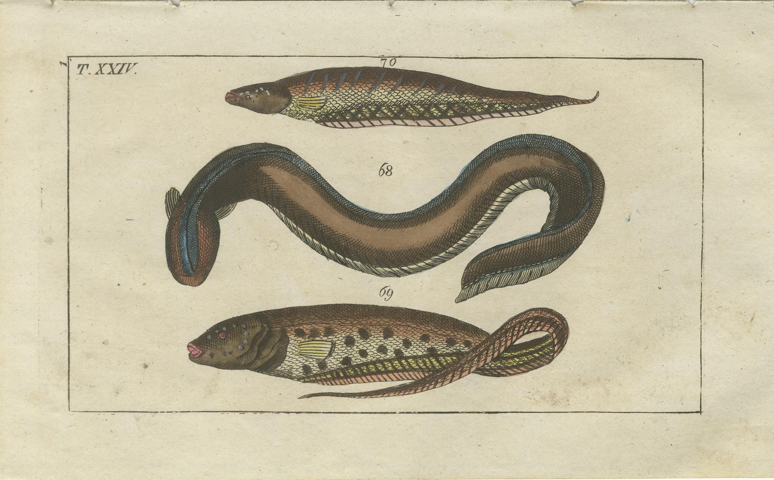 Set of three original antique fish prints. Sea lamprey eel, Petromyzon marinus 1, mouth 2, river lamprey, Lampetra fluviatilis 3,4, and brook lamprey, Lampetra planeri 5. Electric eel, Electrophorus electricus 63, moray eel, 64 spotted snake-eel 68,