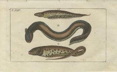 Set of 3 Antique Fish Prints, Moray, Sea Lamprey, Electric Eel, 1832