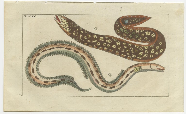 Set of 3 Antique Fish Prints - Moray - Sea Lamprey - Electric Eel For ...