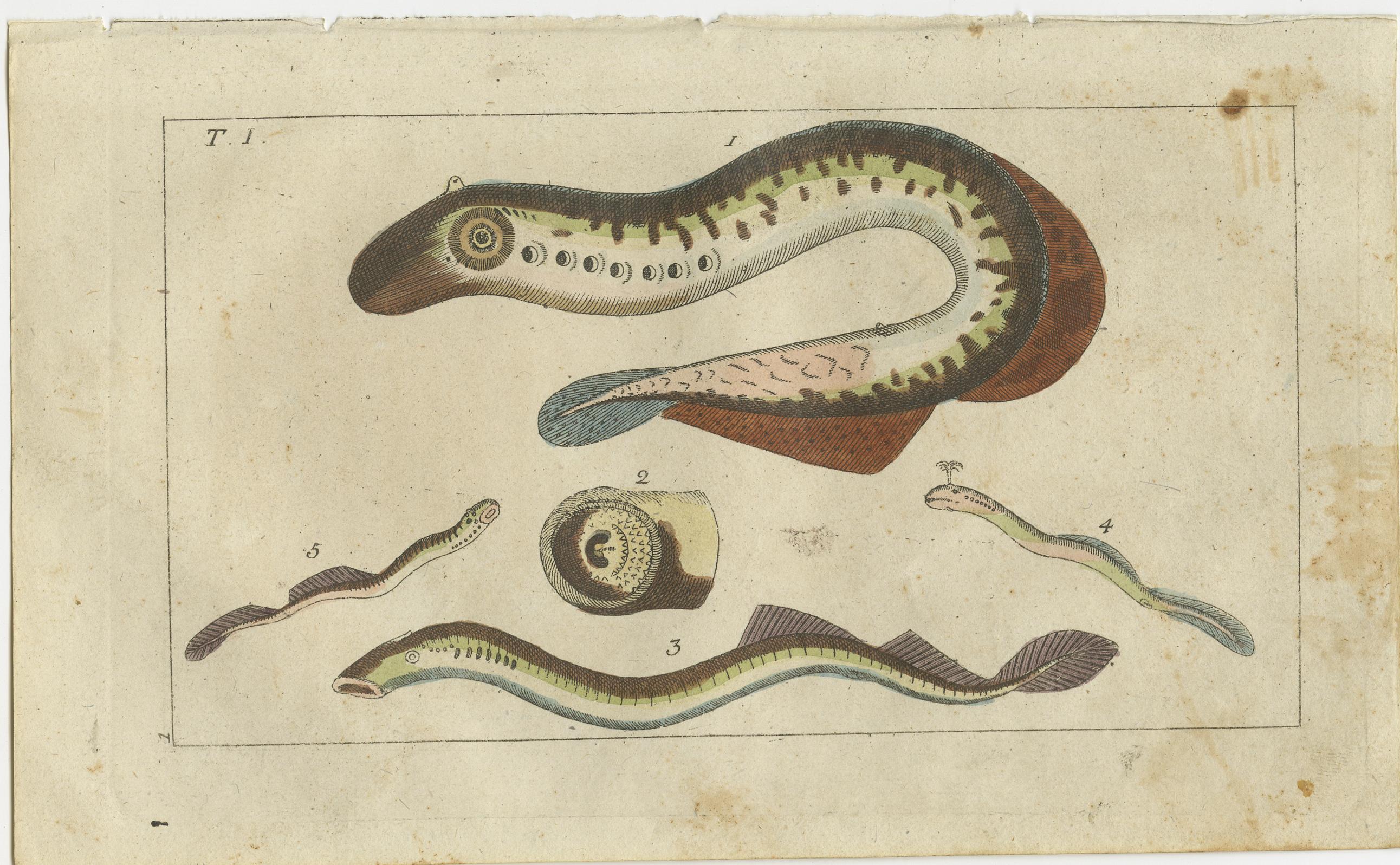 lamprey eel for sale