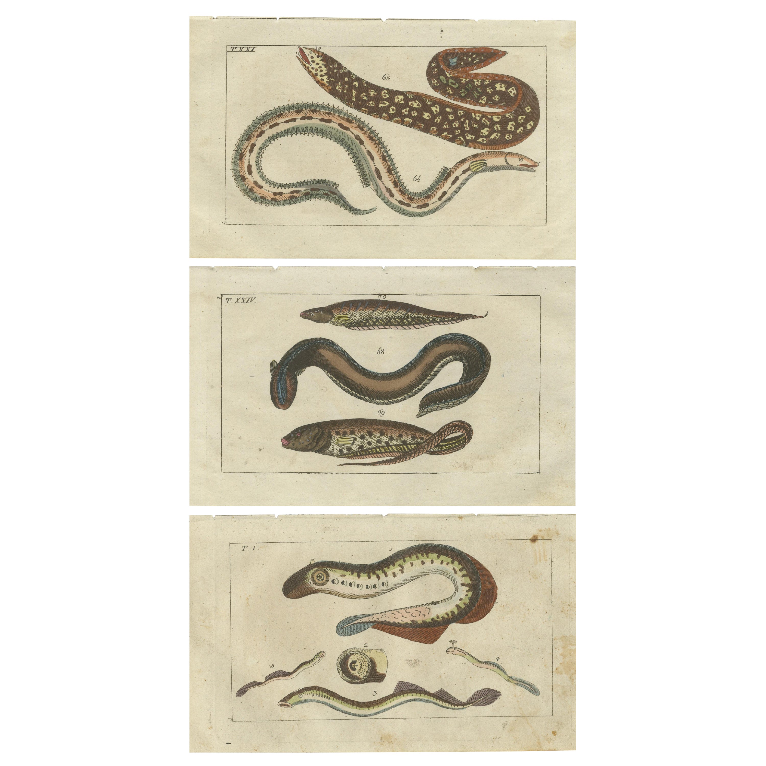 Ensemble de 3 anciennes estampes de poissons, Moray, Sea Lamprey, Electric Eel