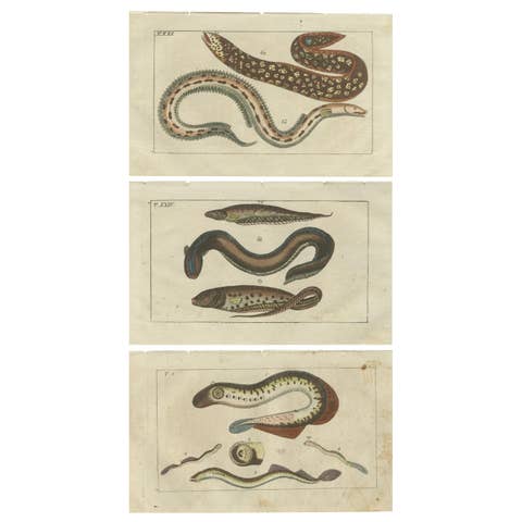 Set of 3 Antique Fish Prints, Moray, Sea Lamprey, Electric Eel, 1832