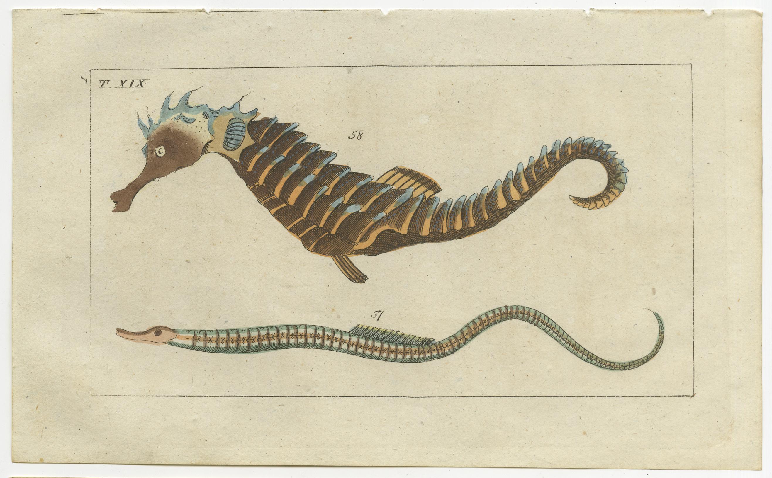 Set of three original antique fish prints. Greater pipefish, Syngnathus acus 54, and Sargassum pipefish, Syngnathus pelagicus 55,56. Straight-nosed pipefish, Nerophis ophidion, and short-snouted seahorse, Hippocampus hippocampus. Short dragonfish,