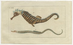 Set of 3 Antique Fish Prints - Short Dragonfish - Pipefish - Seahorse