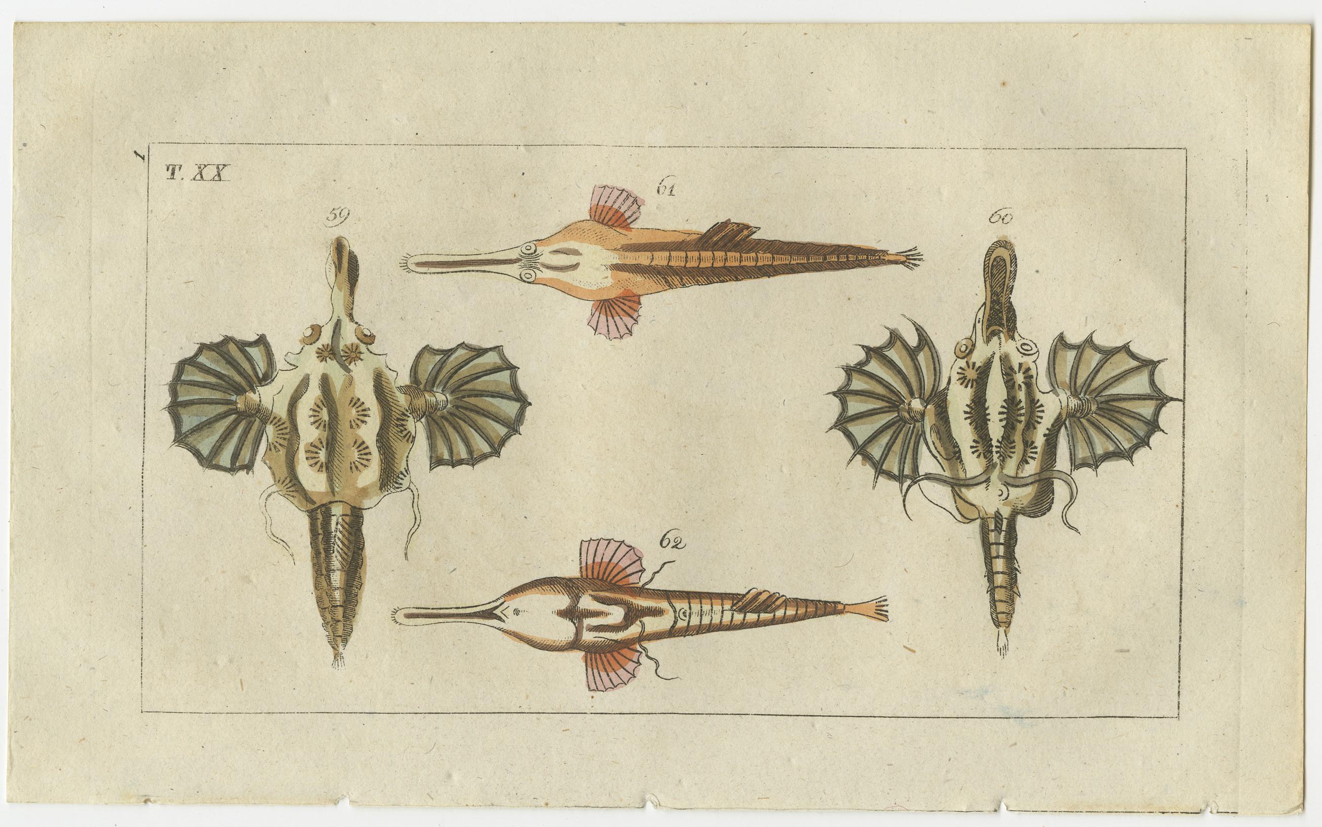 Ensemble de 3 impressions anciennes de poissons - Dragon court - poisson-pipes - hippocampe Bon état - En vente à Langweer, NL